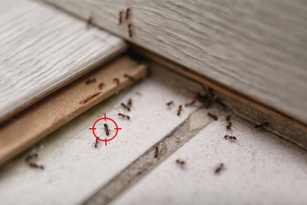 Best Best Pest Control Companies  in Meadows Place, TX