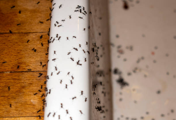 Best Affordable Pest Control Services  in Meadows Place, TX