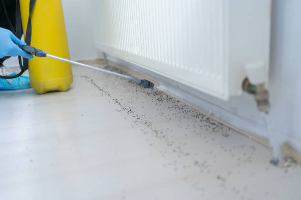 Best Mosquito Control Services  in Meadows Place, TX