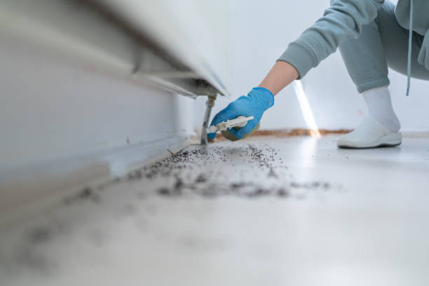 Reliable Meadows Place, TX Pest Control Solutions